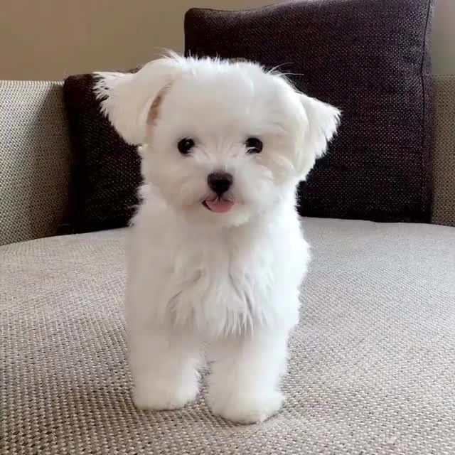 Собака в стильній куртці